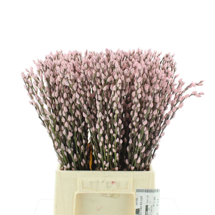 <h4>Salix Snow Flake Klb Light Pink</h4>