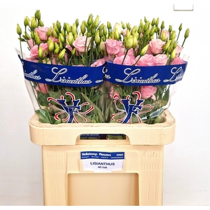 EUS G ROSI LIGHT PIN