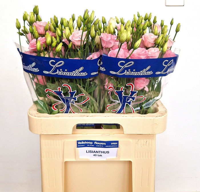 <h4>EUS G ROSI LIGHT PIN</h4>