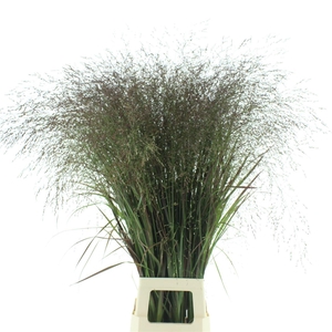 Panic Vi Squaw (x75 Stems In Bundle)
