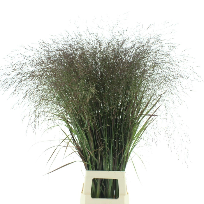 <h4>Panic Vi Squaw (x75 Stems In Bundle)</h4>