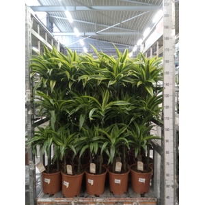 Dracaena fr de 'LemonLime'