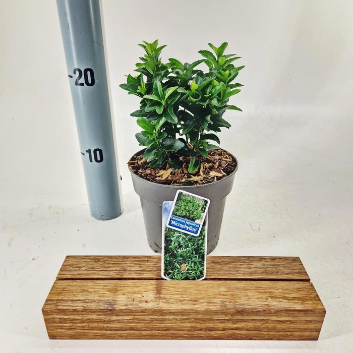 <h4>Euonymus japonicus Microphyllus</h4>