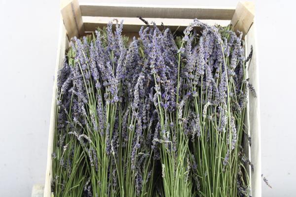 <h4>Lavandula Angust Bos</h4>