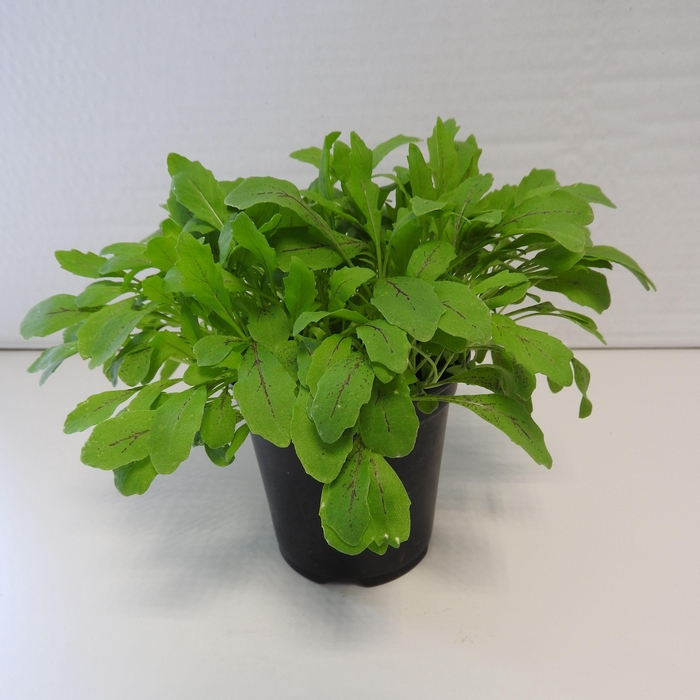 <h4>Rucola Rood P9</h4>