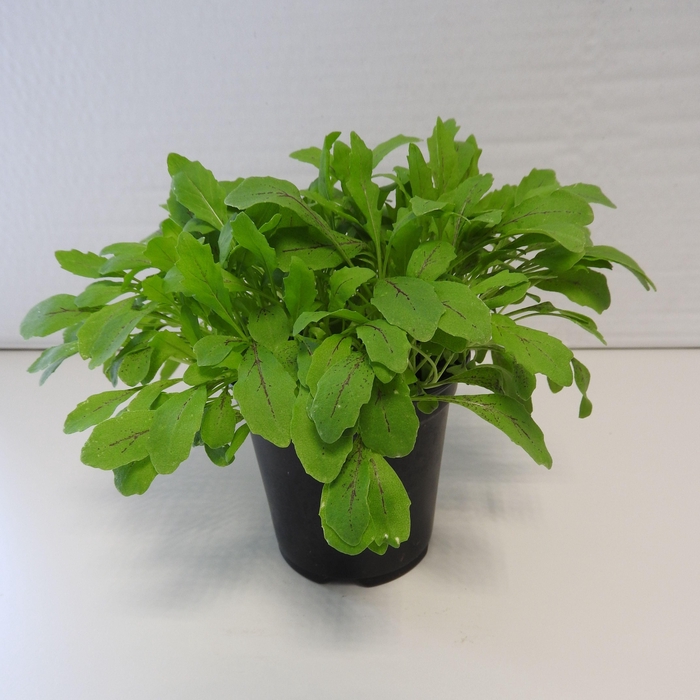 <h4>Rucola Rood P9</h4>