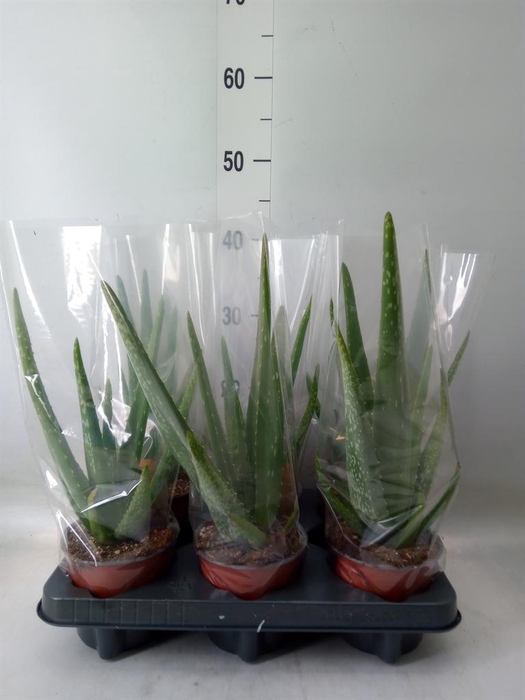 <h4>Aloe vera</h4>