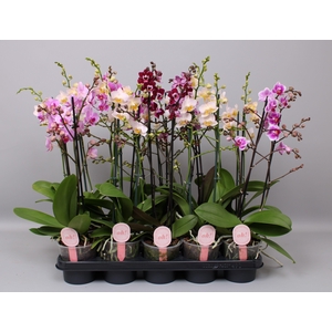 Phal. Multiflora 2-tak mix 