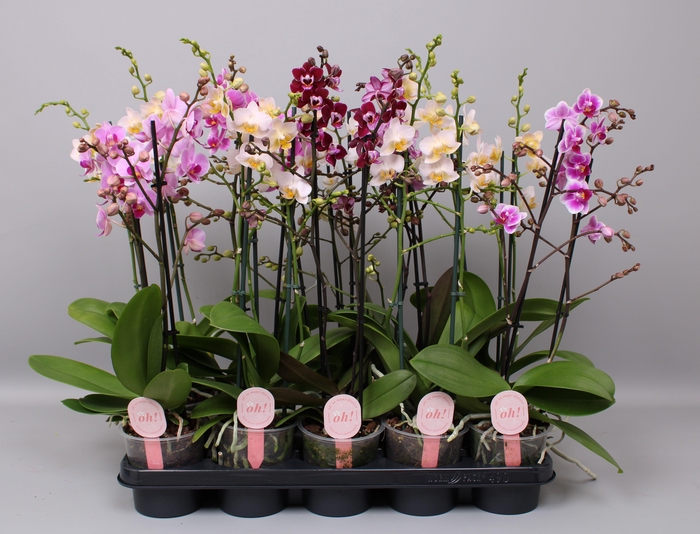 <h4>Phal. Multiflora 2-tak mix "Supreme" 30+ 4 kleuren</h4>