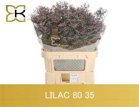 Limon Safora Lilac