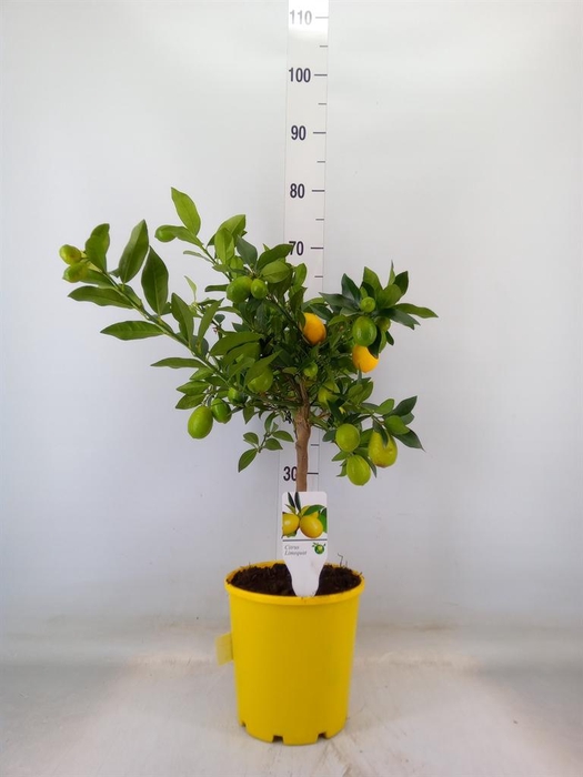 <h4>Citrus   ...</h4>