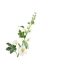 Alcea Large White