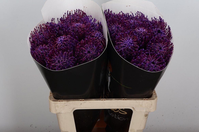 <h4>Protea Leuco Ov</h4>