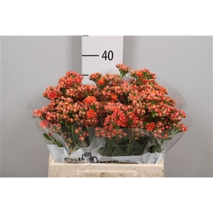 Kal Flamin Or Meadow