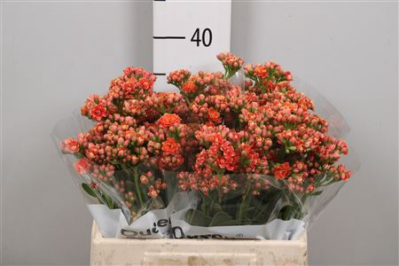 <h4>Kal Flamin Or Meadow</h4>