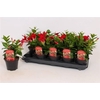 Mandevilla Rio Dark Red