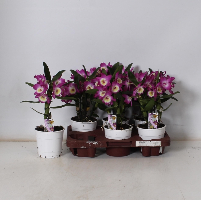 <h4>DEND NOBILE</h4>