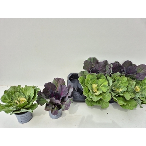 BRASSICA (SIERKOOL)
