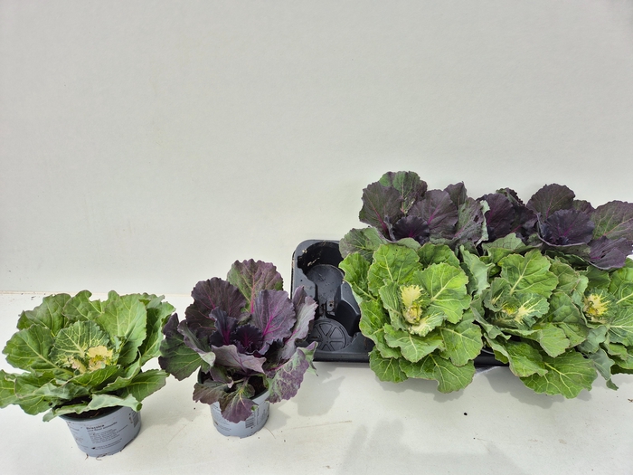 <h4>BRASSICA (SIERKOOL)</h4>