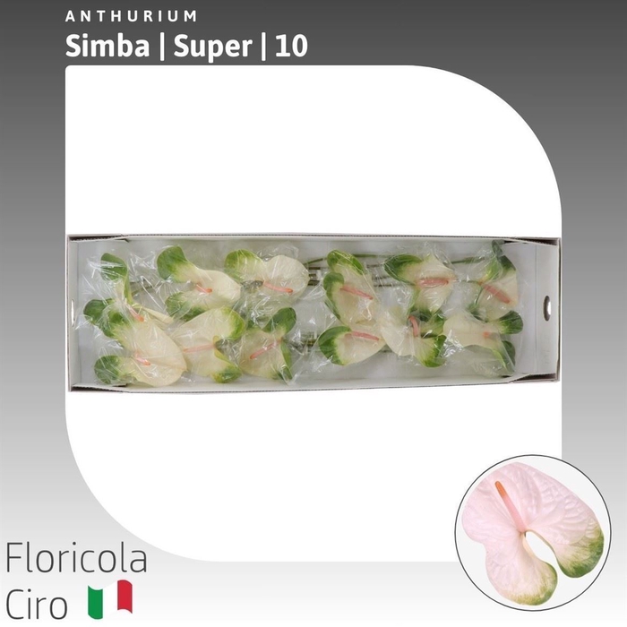 <h4>Anthurium Simba | Super</h4>