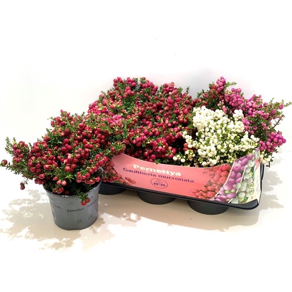 <h4>Gaultheria mucronata Mixtray</h4>