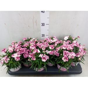 Dianthus  'Sprint Pink and Proud'