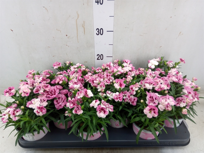 <h4>Dianthus  'Sprint Pink and Proud'</h4>