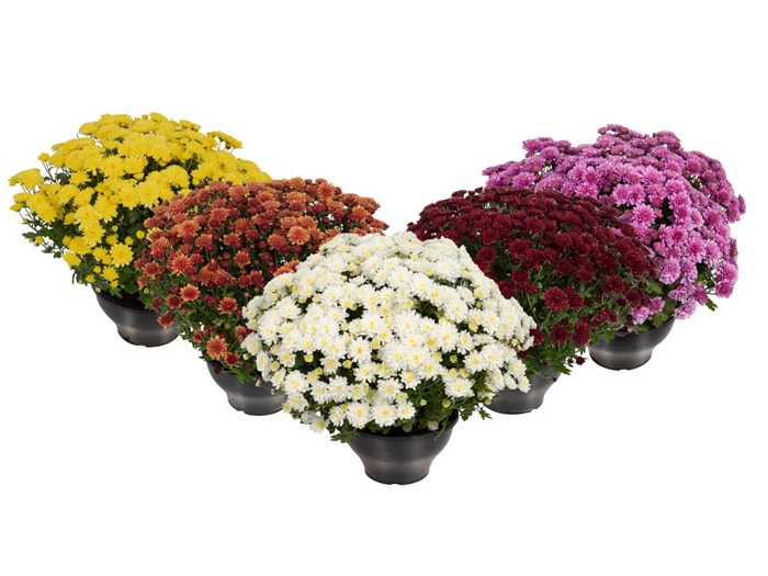 CRISANTEMO BOLA BELGA JASODA C18 VARIADO