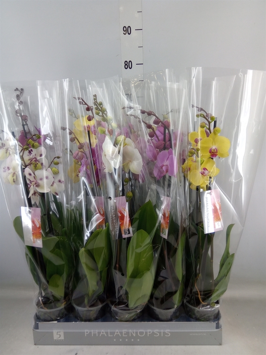 <h4>Phalaenopsis   ...mix  7</h4>