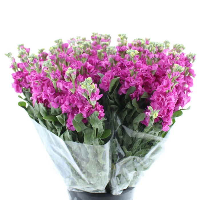 <h4>MATTHIOLA INCANA 'IRON PINK'</h4>