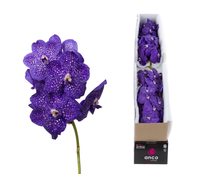 <h4>Vanda  'Nitaya Tweed Blue'</h4>