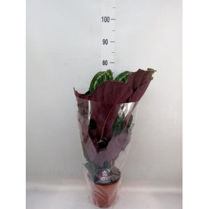 Calathea  'Medallion'