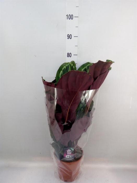 <h4>Calathea  'Medallion'</h4>