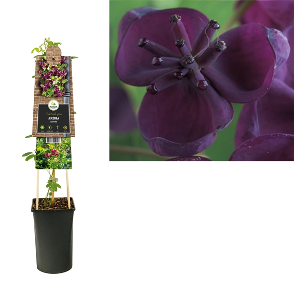 <h4>Akebia quinata +3.0 label</h4>