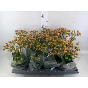 Kalanchoe   ...