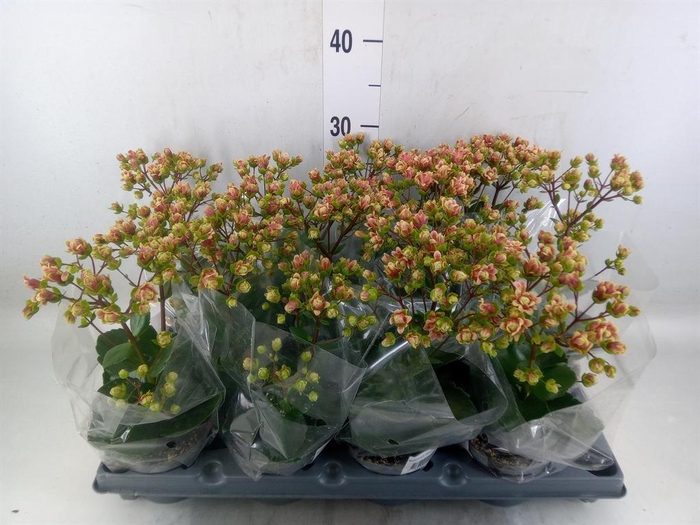 <h4>Kalanchoe   ...</h4>