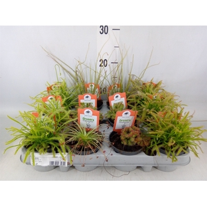 Drosera