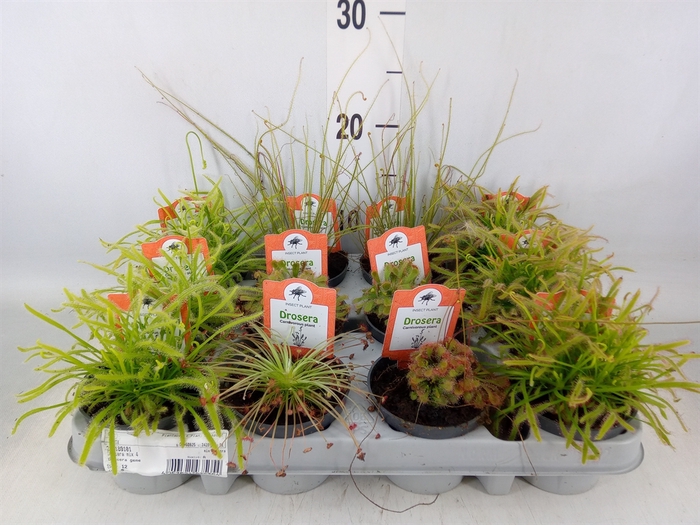<h4>Drosera</h4>