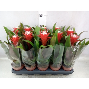 Guzmania  'Hope'