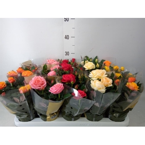 Rosa  'Kordana Grande'   ...mix