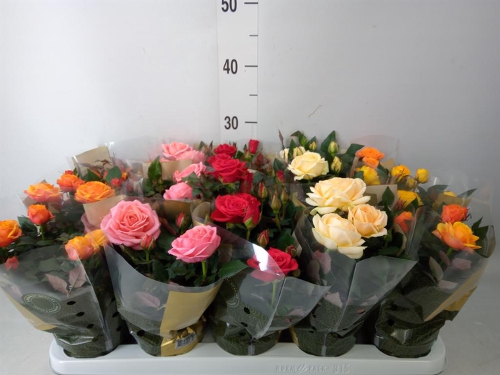 <h4>Rosa 'Kordana Grande' ...mix</h4>