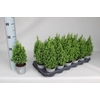 Chamaecyparis thyoides Alpica