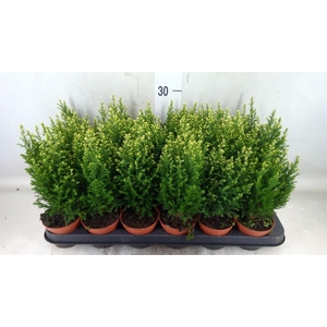 Chamaecyparis laws. 'Snow White'