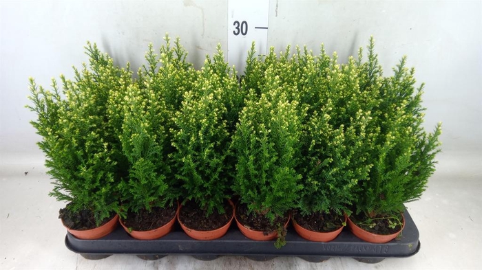 <h4>Chamaecyparis laws. 'Snow White'</h4>