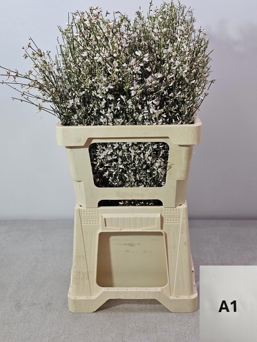 <h4>GINGSTER PB WIT</h4>