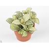 FITTONIA PURPLE SNOW ANNE