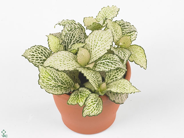FITTONIA PURPLE SNOW ANNE