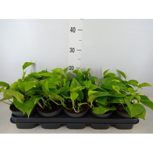 Epipremnum pinn. 'Aureum'