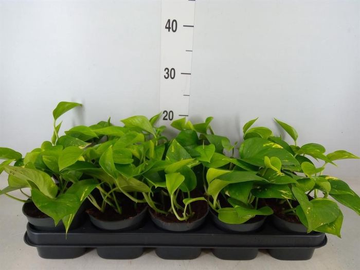 <h4>Epipremnum pinn. 'Aureum'</h4>