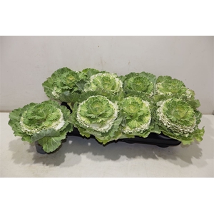 Brassica (sierkool)